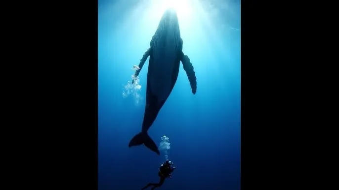 凹凸世界在线观看 - 深蓝星球：探索海洋深处的未知世界